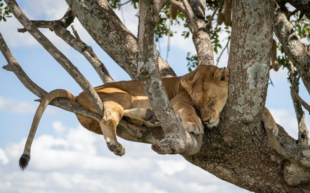 8 Places Where You Can See Lions in Their Natural Habitat
