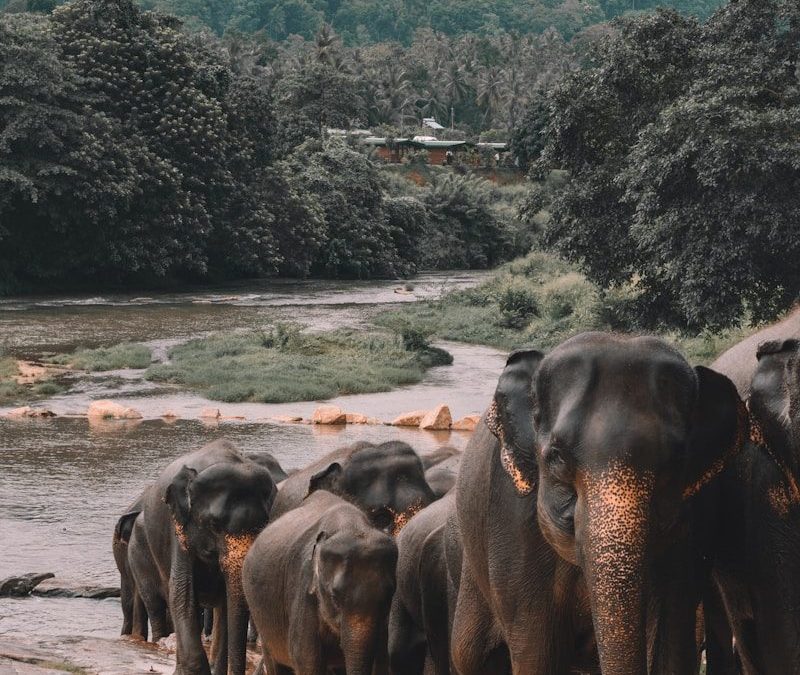 shallow focus photo of black elephants