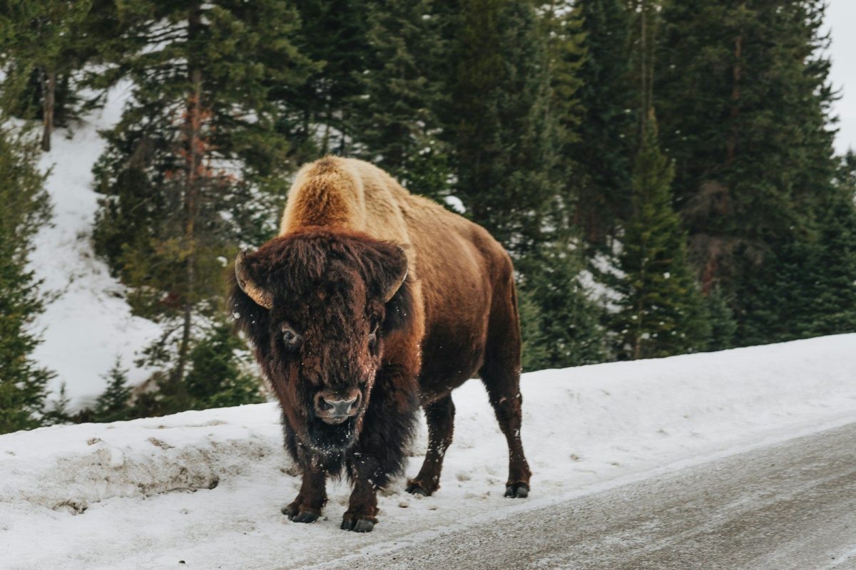 8 Canadian Wildlife Trips That Are Blowing Up on TikTok Right Now 7 brown bison on snow covered ground