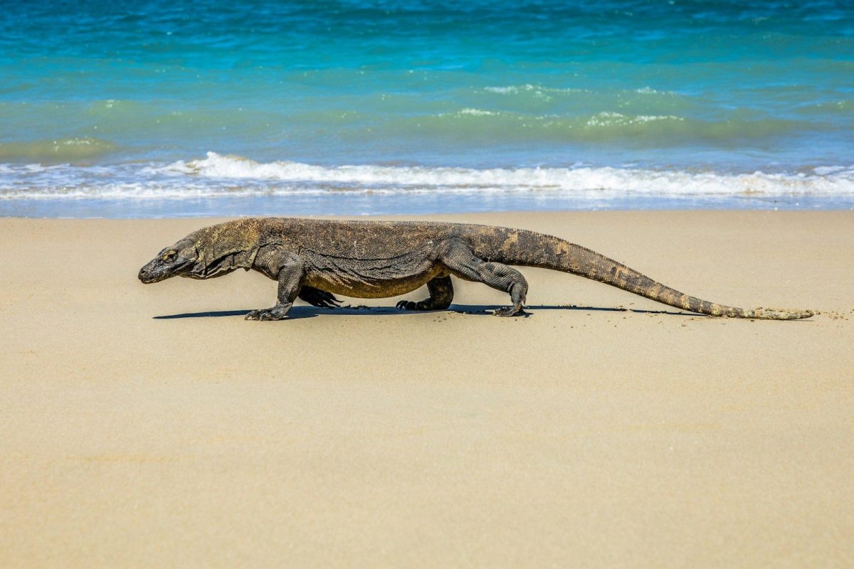 a lizard on a beach