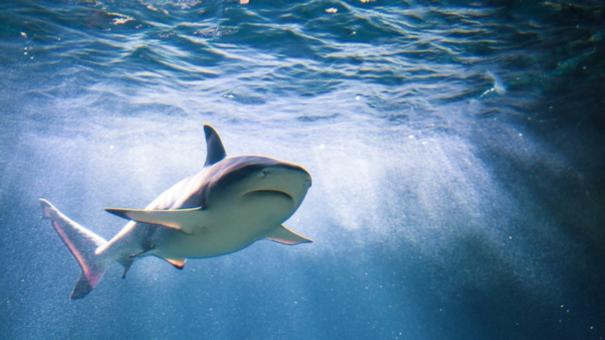 8 Ways to Protect Yourself From Shark Attacks While Swimming in The Ocean 3 white and black shark in water