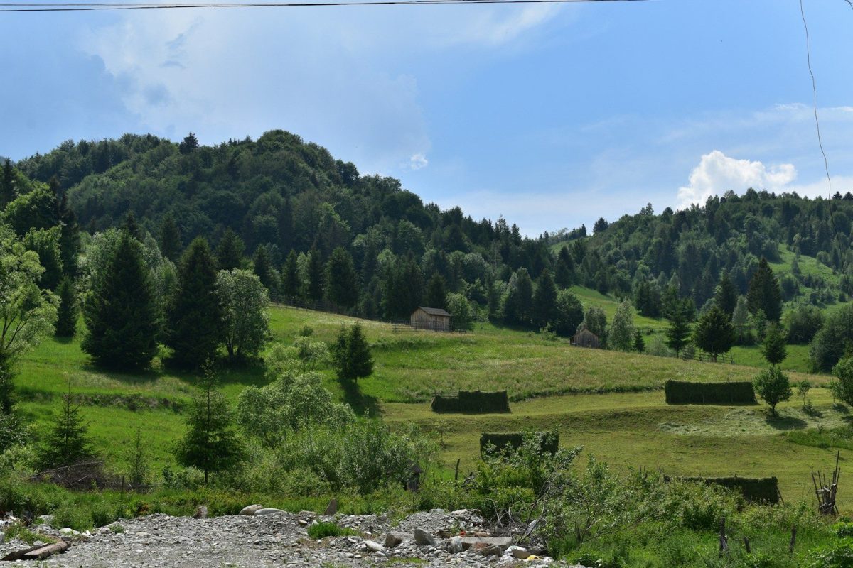 a landscape with trees and bushes