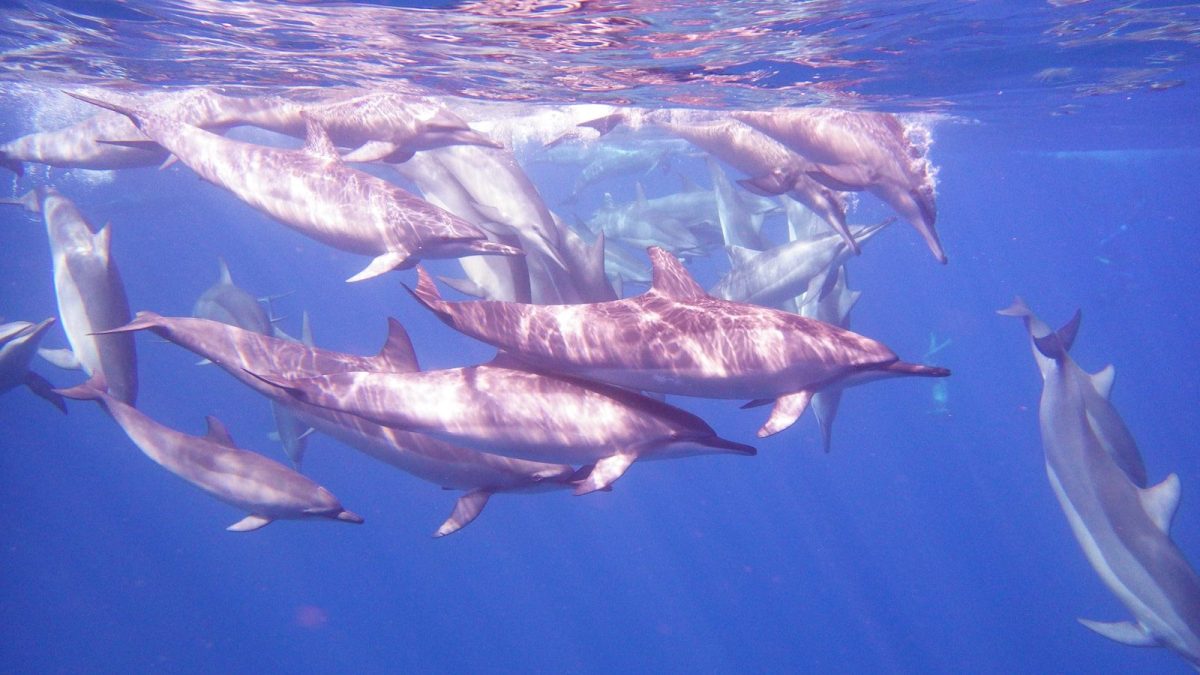 a group of dolphins swimming in the ocean