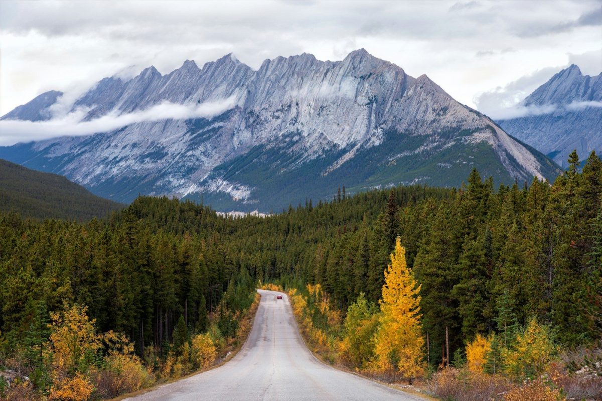 8 Canadian Wildlife Trips That Are Blowing Up on TikTok Right Now 5 green pine tree near mountain at daytime