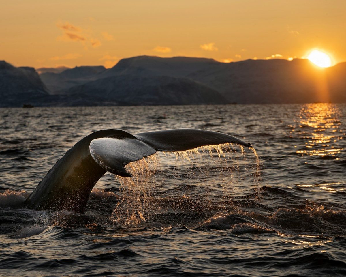 8 Canadian Wildlife Trips That Are Blowing Up on TikTok Right Now 8 gray shark fins in sea