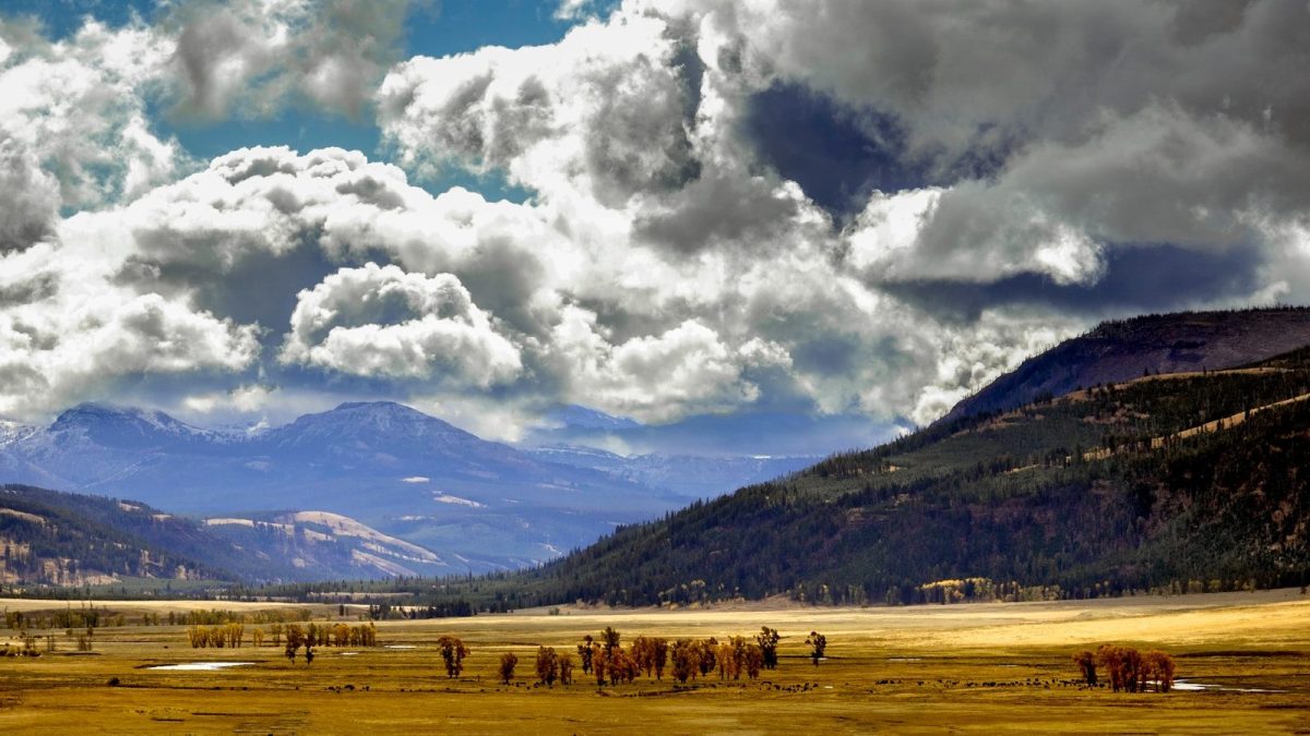 8 Reasons Yellowstone Should Be on Your 2026 Travel List 2 brown field under white clouds and blue sky during daytime