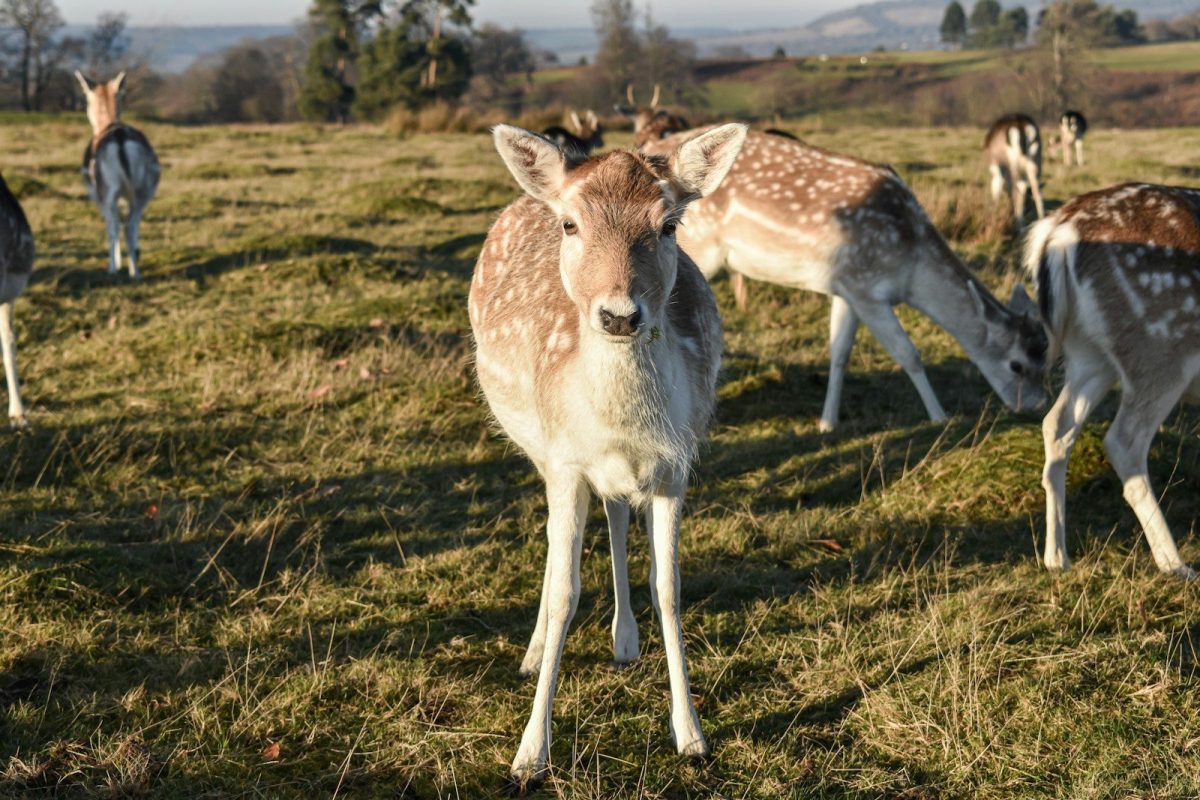 brown and white deer on green grass field during daytime