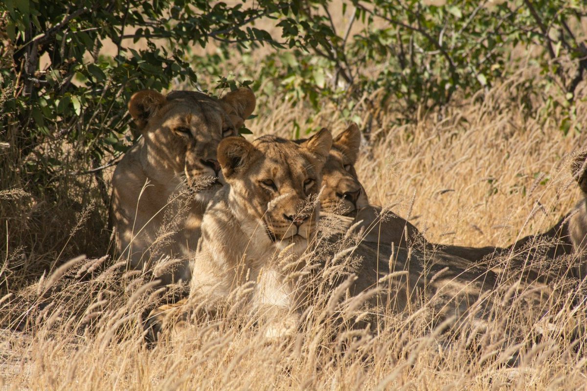 a couple of lions laying down in the grass
