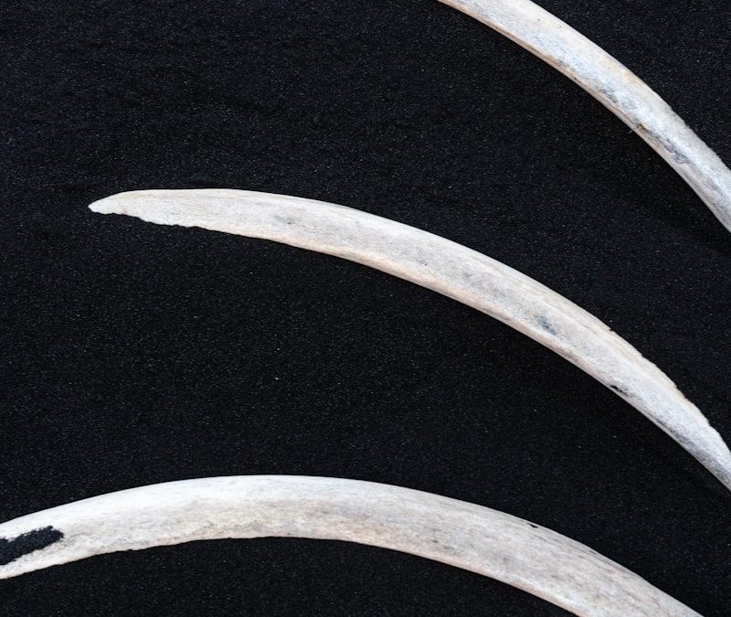 Three curved white objects on black background