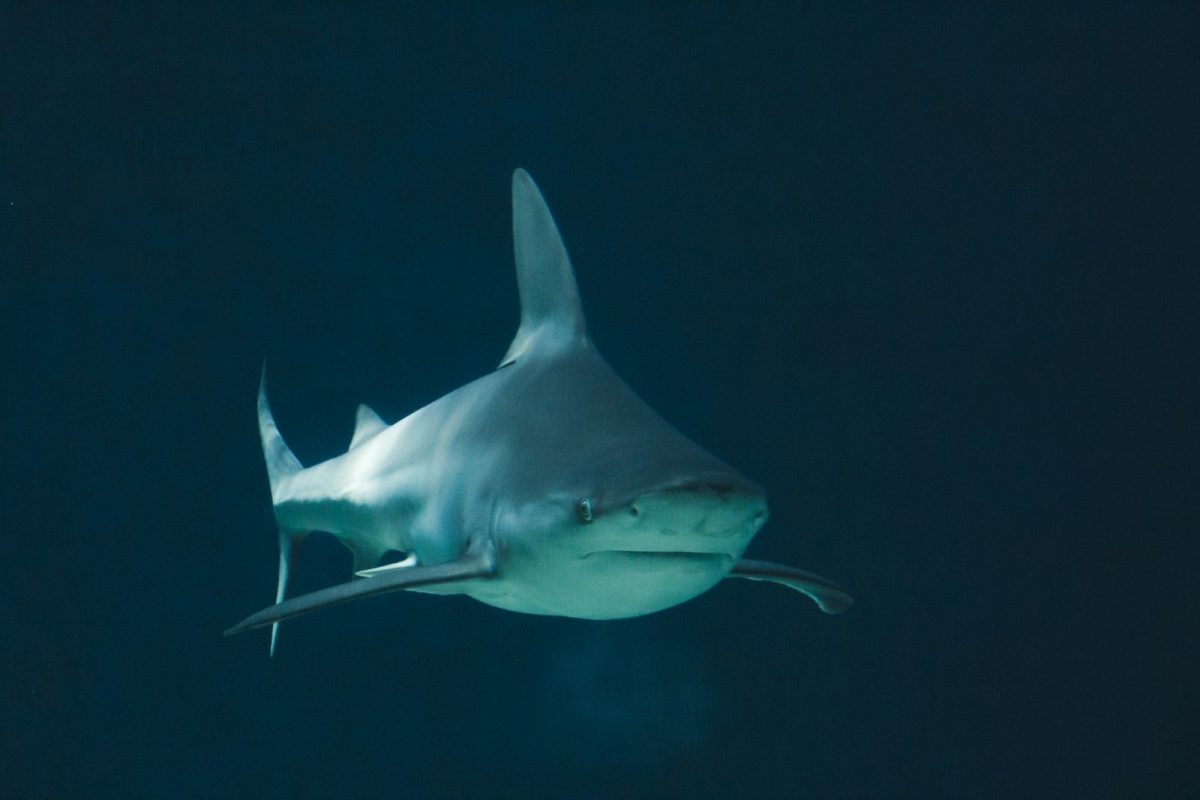 8 Ways to Protect Yourself From Shark Attacks While Swimming in The Ocean 9 a large white shark swimming in the ocean