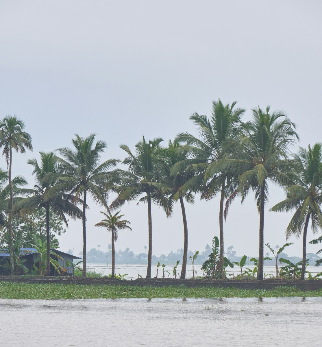a group of palm trees next to a body of water