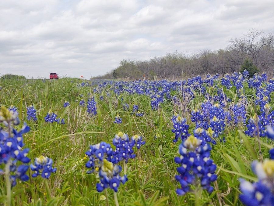 a field full of blue flowers under a cloudy sky