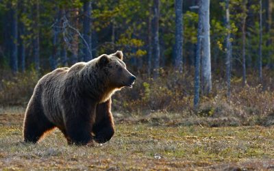 Home 14 9 Important Safety Tips Before Camping in Bear Country