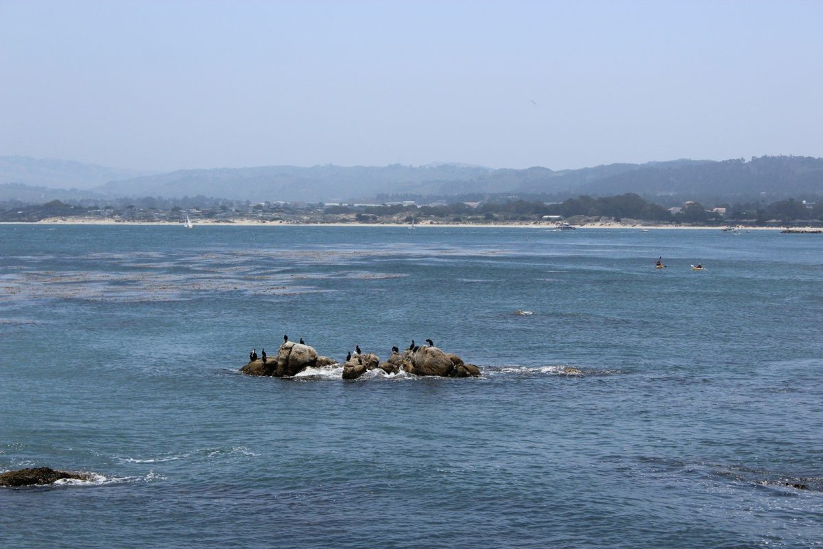 9 Dream Destinations for Ocean Life Enthusiasts 6 a group of birds sitting on a rock in the middle of a body of water