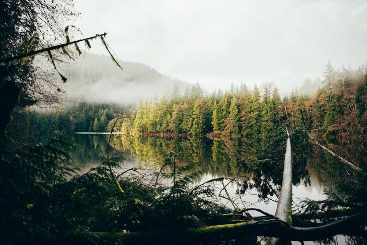 8 Canadian Wildlife Trips That Are Blowing Up on TikTok Right Now 4 a lake surrounded by a forest filled with lots of trees