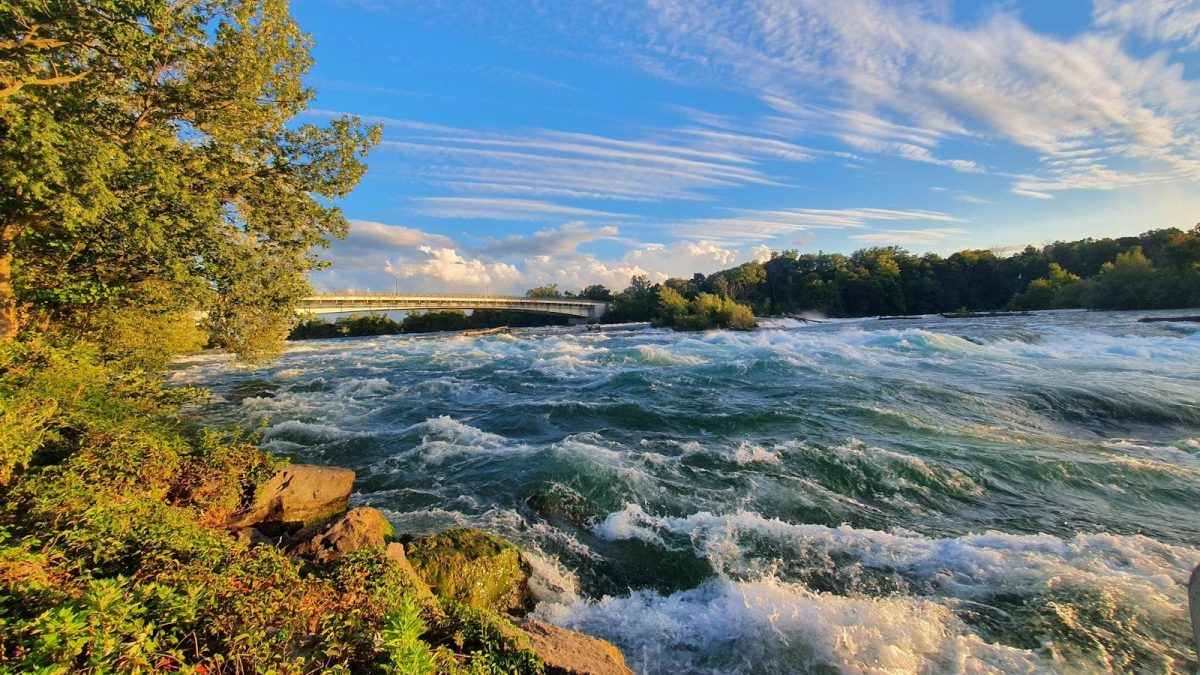green trees beside body of water under blue sky during daytime