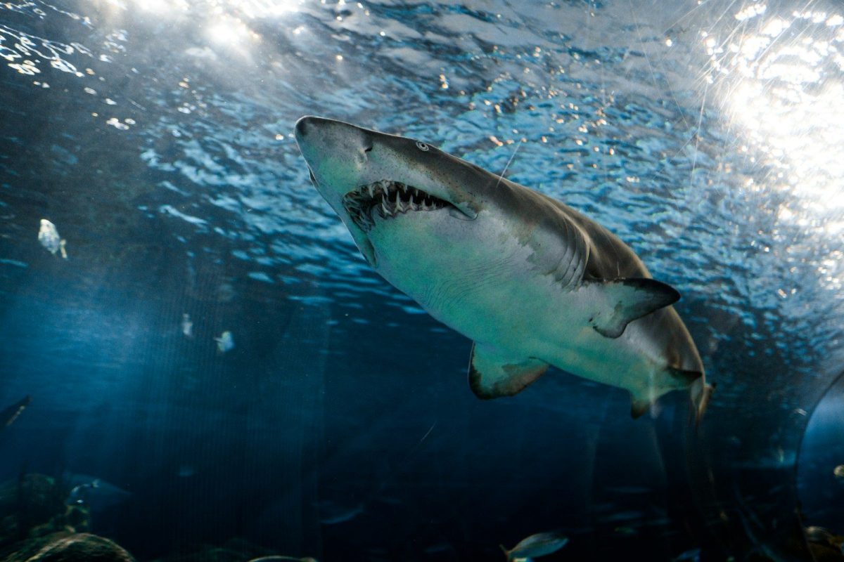 8 Ways to Protect Yourself From Shark Attacks While Swimming in The Ocean 7 great white shark