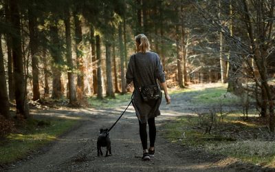 Home 2 9 Dog-Friendly National Parks Perfect for Hiking Adventures