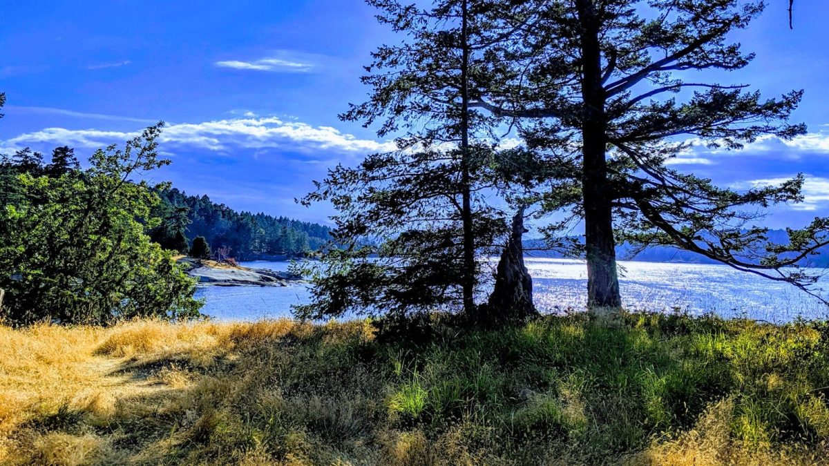 tree near lake