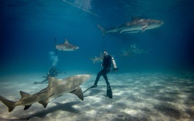 Home 19 8 Ways to Protect Yourself From Shark Attacks While Swimming in The Ocean
