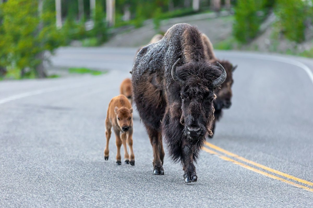 8 Reasons Yellowstone Should Be on Your 2026 Travel List 3 a bison and calf walking down a road