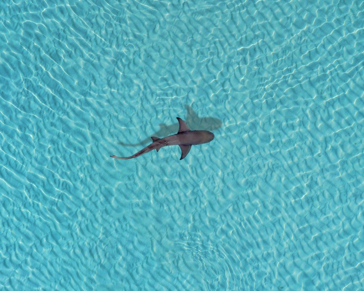 8 Ways to Protect Yourself From Shark Attacks While Swimming in The Ocean 6 a shark swimming in a pool of water