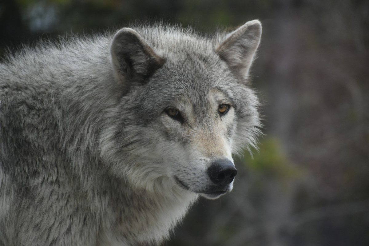 8 Reasons Yellowstone Should Be on Your 2026 Travel List 7 a wolf looking at the camera
