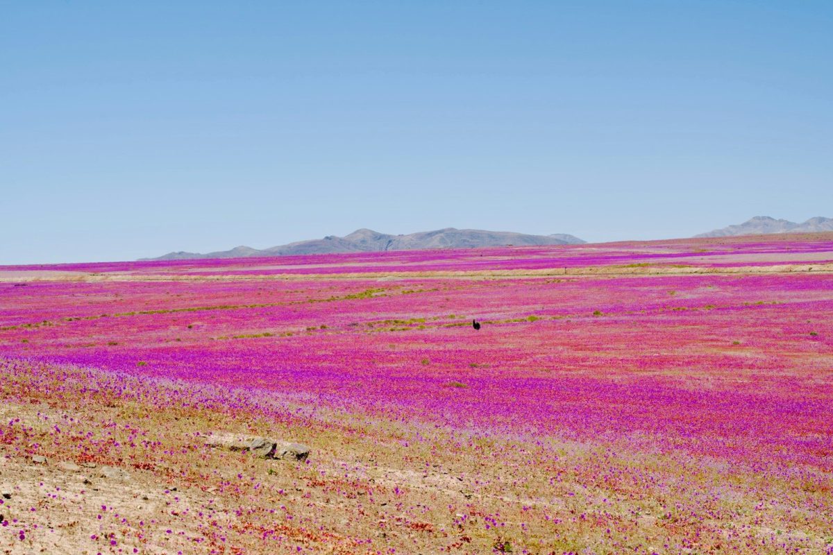 Vast field of pink and purple wildflowers under blue sky.