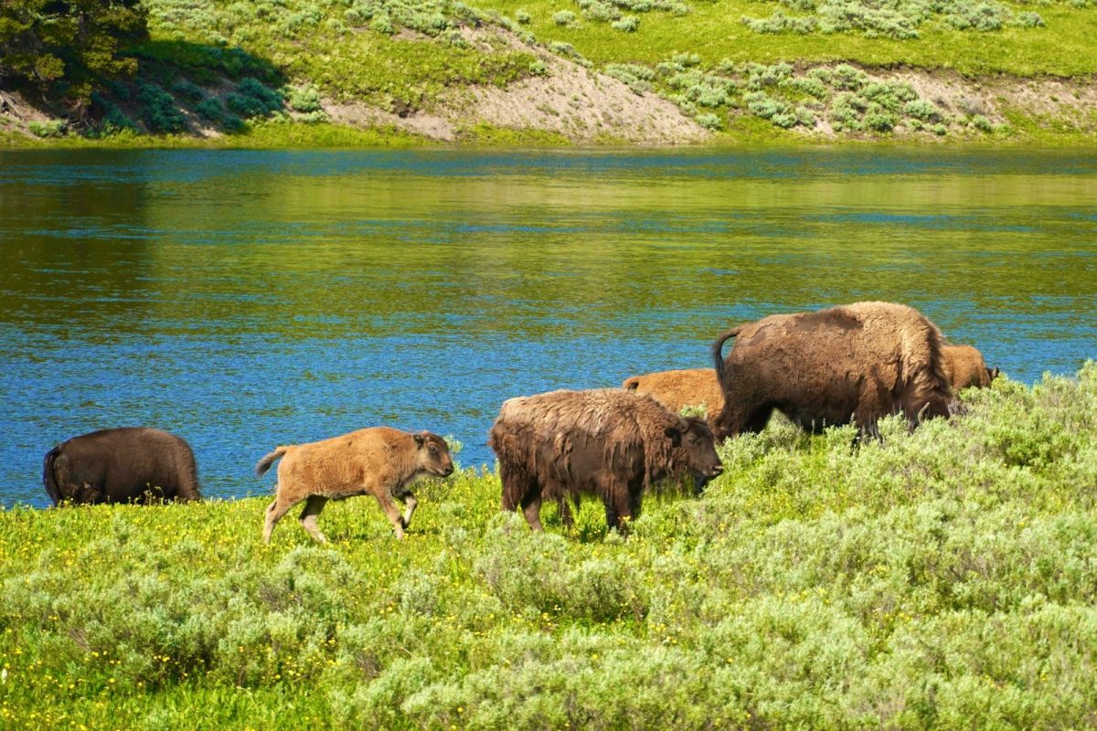 8 Reasons Yellowstone Should Be on Your 2026 Travel List 8 a herd of buffalo grazing on a lush green hillside next to a lake