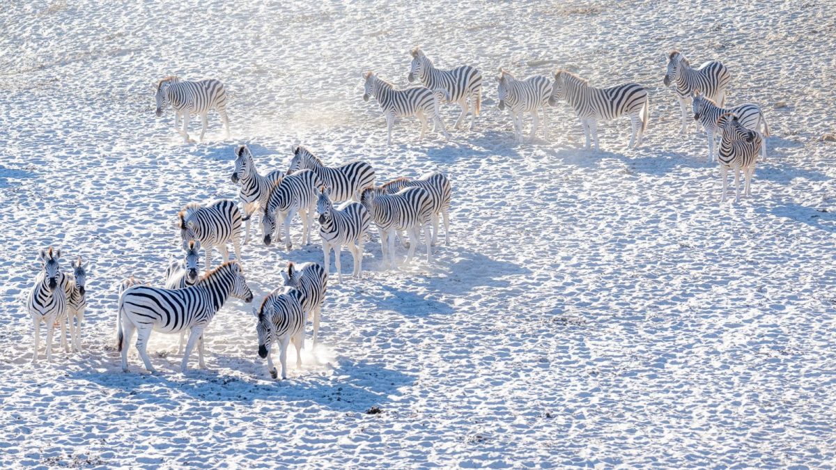 A herd of zebra standing on top of a snow covered field
