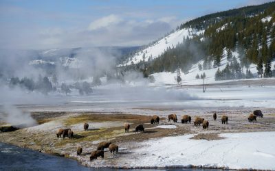 8 Reasons Yellowstone Should Be on Your 2026 Travel List