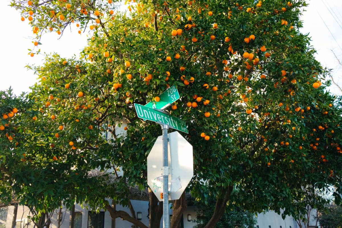 Vibrant orange tree with street signs on University Avenue, Davis, CA.
