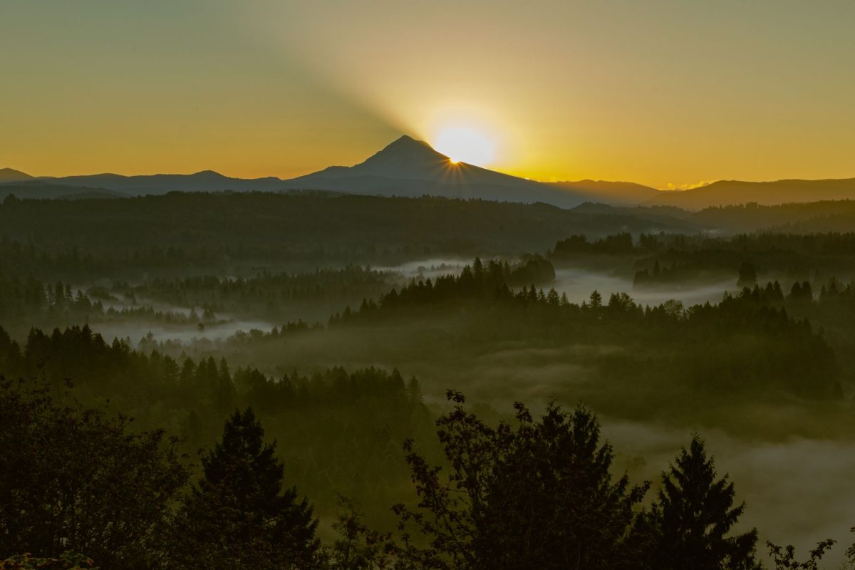 A stunning sunrise illuminates a misty forest with Mount Hood in the background, creating a serene landscape.